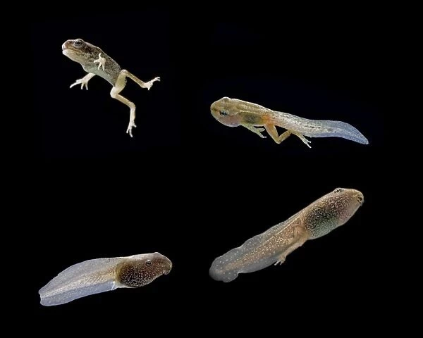 Comped image: Common frog tadpoles showing development stages Bedfordshire UK 004997