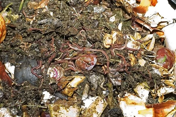 Compost  /  Wormery - closeup of worms amongst variety of kitchen waste including vegetable peelings cardboard and fruit peelings in top of black plastic recycled composting bin UK