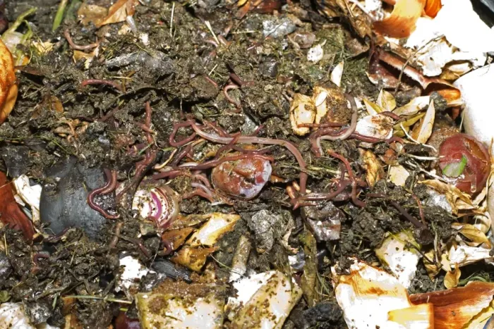 Framed Print : Compost / Wormery - closeup of worms amongst variety of kitchen waste including vegetable peelings cardboard and fruit peelings in top of black plastic recycled composting bin UK Framed Print : Compost / Wormery - closeup of worms amongst variety of kitchen waste including vegetable peelings cardboard and fruit peelings in top of black plastic recycled composting bin UK