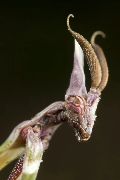 Cone-head Mantis - nymph - Italy