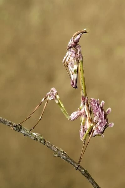 Cone-head Mantis - nymph - Italy