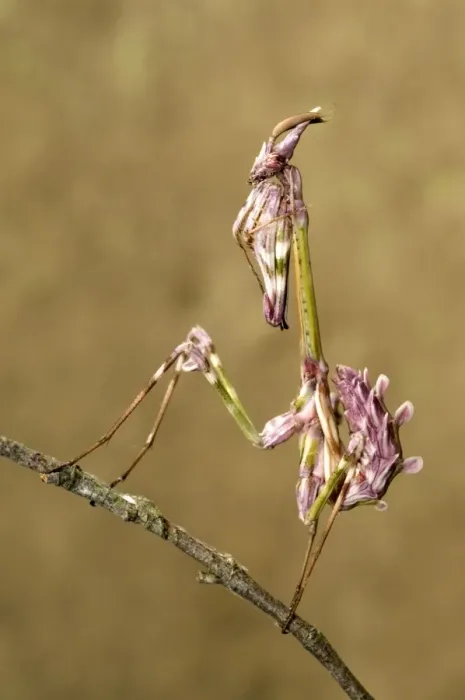 Framed Print : Cone-head Mantis - nymph - Italy