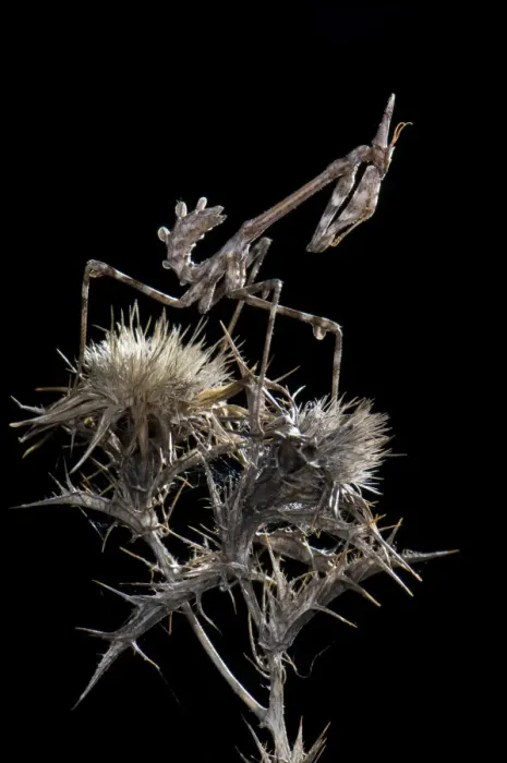 Framed Print : Cone-head Mantis - nymph in the night - Italy Framed Print : Cone-head Mantis - nymph in the night - Italy