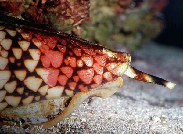 Cone Shell - deadly poisonous mollusc. Tropical marine