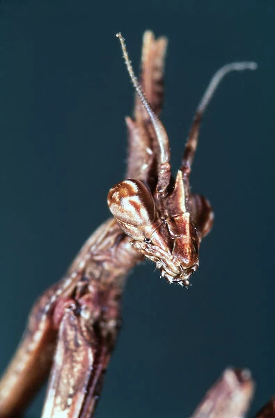 Conehead mantis, Empusa pennata, head close-up