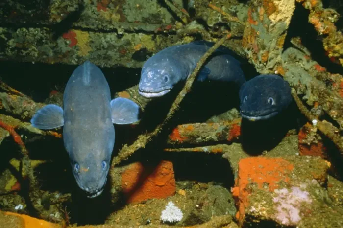 Framed Print : Conger Eel KA 234 Mediterranean sea Conger conger © Kurt Amsler / ARDEA LONDON Framed Print : Conger Eel KA 234 Mediterranean sea Conger conger © Kurt Amsler / ARDEA LONDON