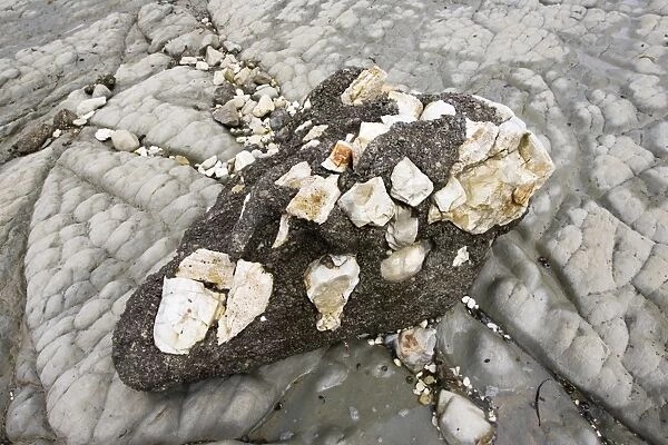 Conglomerate rocks - on coast of Kaikoura. South Island - New Zealand