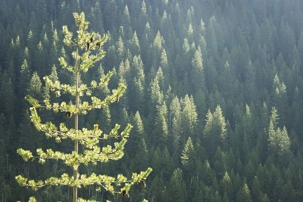 Conifer trees - Glacier National Park - British Columbia, Canada LA004293