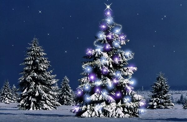 Conifers - with Christmas lights High-moor National Reserve, Belgium. Ditital Manipulation: darkened, added lights & stars