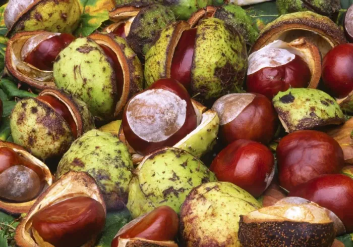 Framed Print : Conkers From Horse Chestnut tree UK