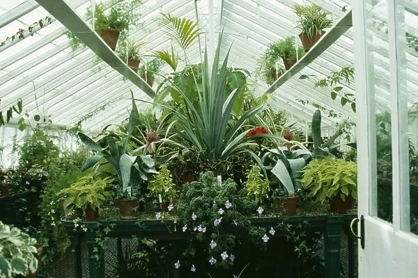 Conservatory SG 4918 View inside with various plants including Aechmea © ARDEA LONDON