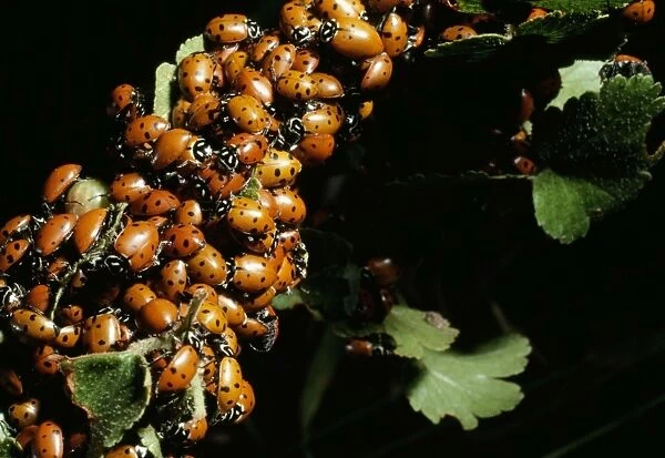 Convergent Ladybug Beetles - July mating swarm. Colorado, USA