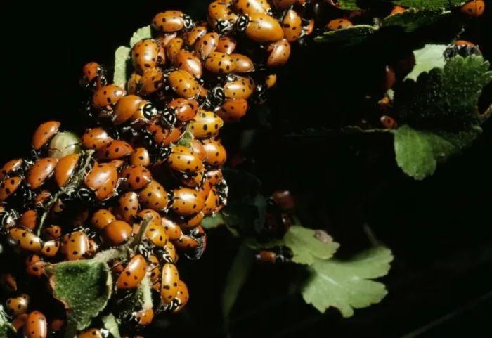 Framed Print : Convergent Ladybug Beetles - July mating swarm. Colorado, USA Framed Print : Convergent Ladybug Beetles - July mating swarm. Colorado, USA