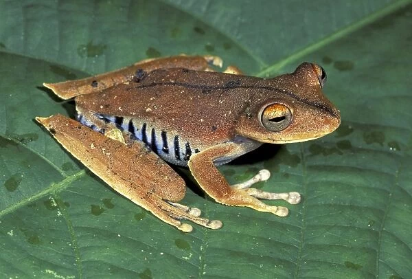 Convict Treefrog - Manu National Park - Peru