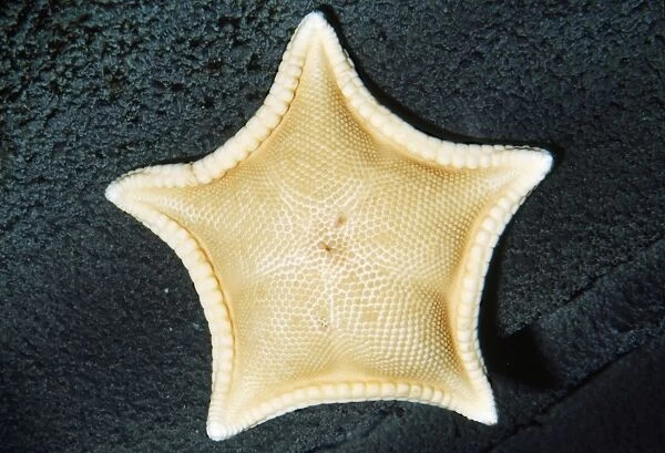 Cookie Star - deep sea, depth to 800 feet. Monterey Bay, California, USA