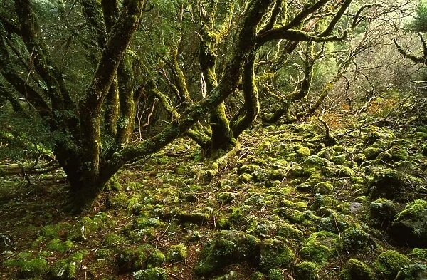 Cool temperate rainforest: moss-covered Antarctic beech Cradle Mountain, Lake St Clair National Park, Tasmania, Australia NON EXCLUSIVE