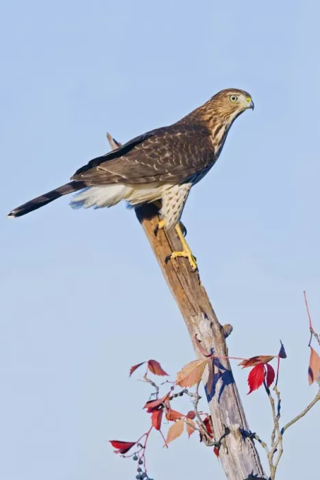 Framed Print : Cooper's Hawk, Accipiter cooperii, immature. During fall migration in October at Cape May, NJ Framed Print : Cooper's Hawk, Accipiter cooperii, immature. During fall migration in October at Cape May, NJ