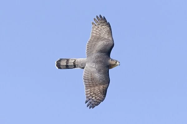 Cooper's Hawk, Accipiter cooperii, adultin flight. During fall migration in October at Cape May, NJ