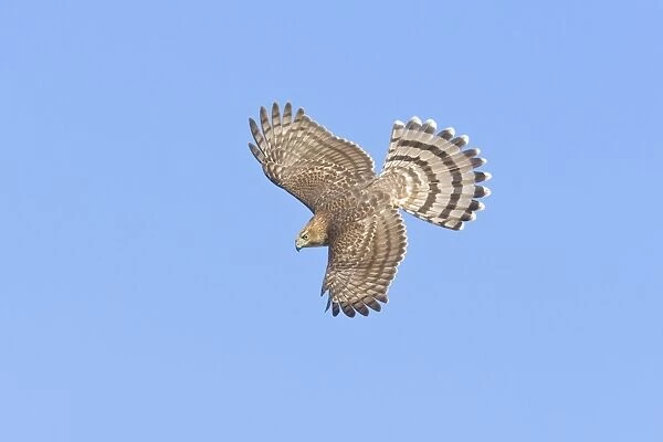 Cooper's Hawk, Accipiter cooperii, immature in flight. During fall migration in October at Cape May, NJ