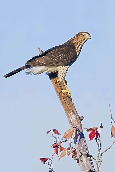 Cooper's Hawk, Accipiter cooperii, immature. During fall migration in October at Cape May, NJ