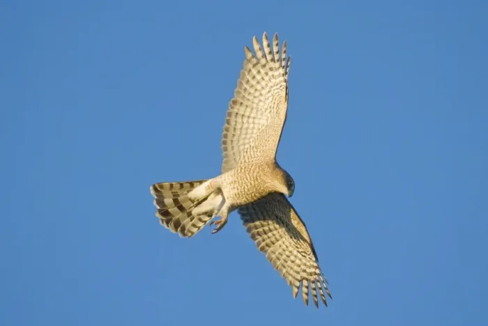 Framed Print : Cooper's Hawk - adult. During fall migration in October Cape May, NJ Framed Print : Cooper's Hawk - adult. During fall migration in October Cape May, NJ