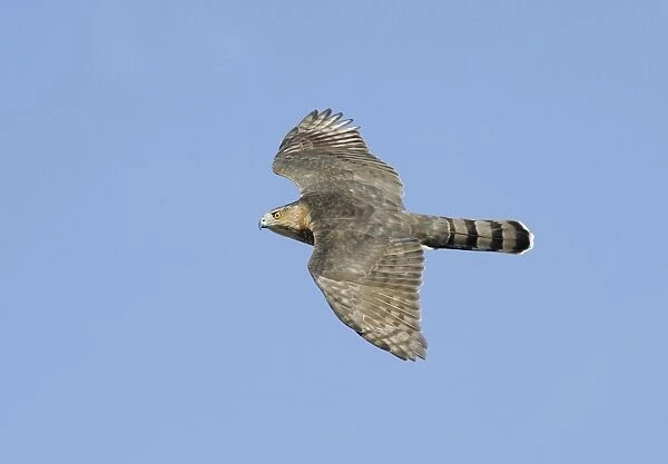 Cooper's Hawk - adult, in flight. Cape May, New Jersey, USA