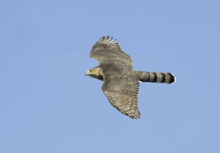 Framed Print : Cooper's Hawk - adult, in flight. Cape May, New Jersey, USA Framed Print : Cooper's Hawk - adult, in flight. Cape May, New Jersey, USA