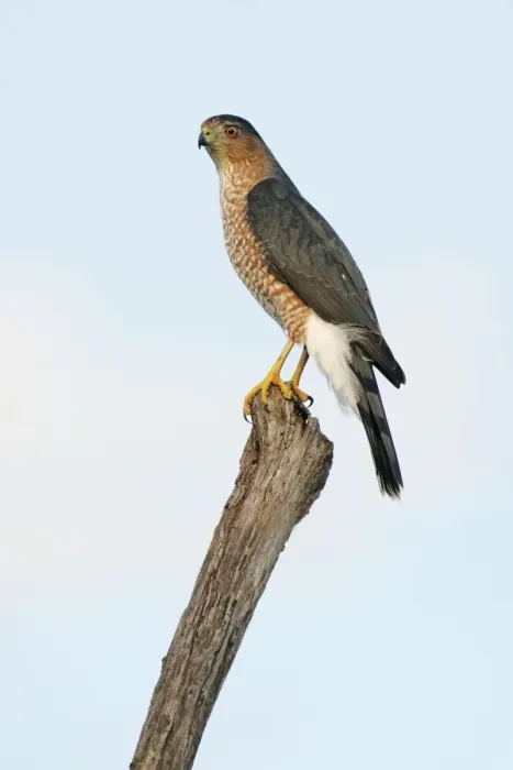 Framed Print : Cooper's Hawk - adult, in flight Cape May, New Jersey, USA Framed Print : Cooper's Hawk - adult, in flight Cape May, New Jersey, USA