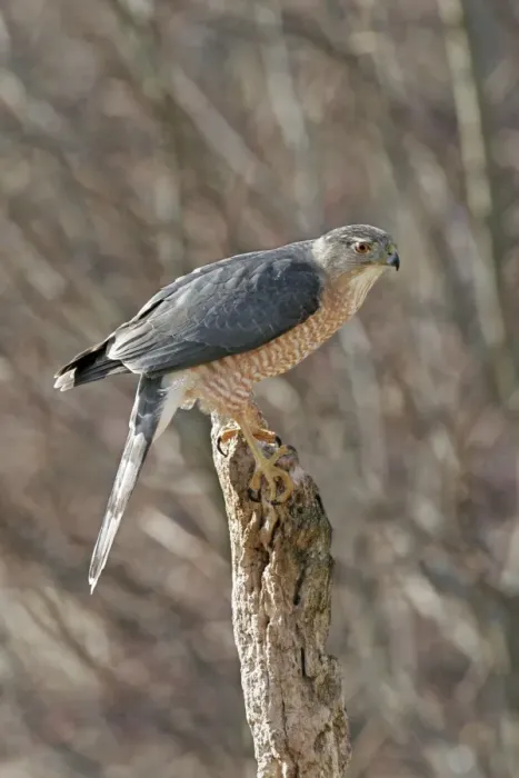 Framed Print : Cooper's Hawk - adult Hamden, Connecticut, USA