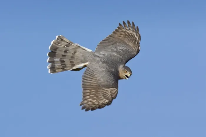 Framed Print : Cooper's Hawk - adult in migration in Oct at Cape May, NJ, USA Framed Print : Cooper's Hawk - adult in migration in Oct at Cape May, NJ, USA