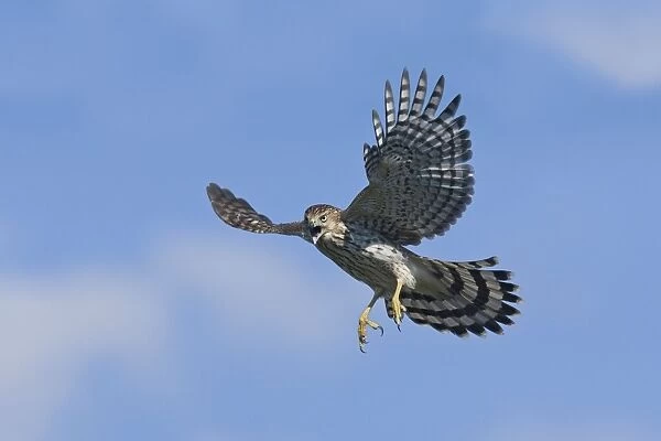 Cooper's Hawk in flight - immature. October, Cape May, NJ, USA