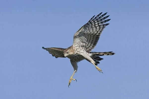 Cooper's Hawk in flight - immature. October, Cape May, NJ, USA
