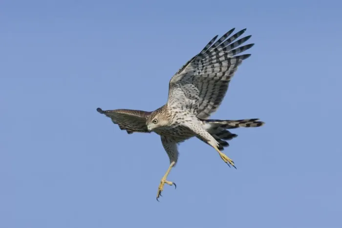 Framed Print : Cooper's Hawk in flight - immature. October, Cape May, NJ, USA Framed Print : Cooper's Hawk in flight - immature. October, Cape May, NJ, USA