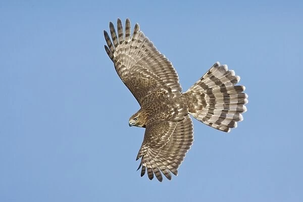 Cooper's Hawk in flight - immature. Oct in Cape May, NJ, USA