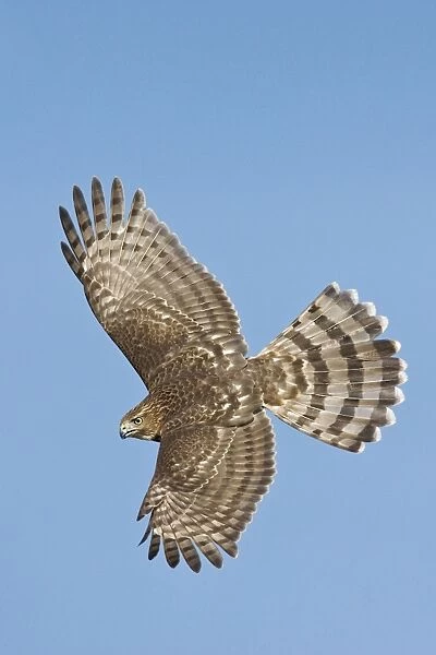 Cooper's Hawk in flight - immature. Oct in Cape May, NJ, USA