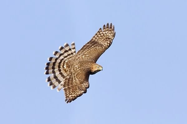 Cooper's Hawk - in flight, immature. Cape May, NJ, USA