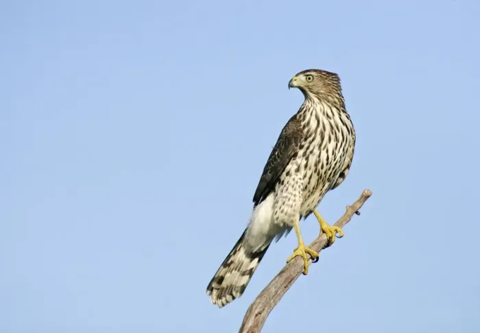 Framed Print : Cooper's Hawk - immature. Cape May, New Jersey, USA Framed Print : Cooper's Hawk - immature. Cape May, New Jersey, USA