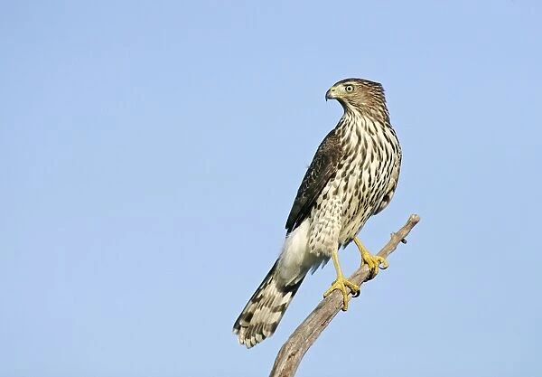 Cooper's Hawk - immature. Cape May, New Jersey, USA
