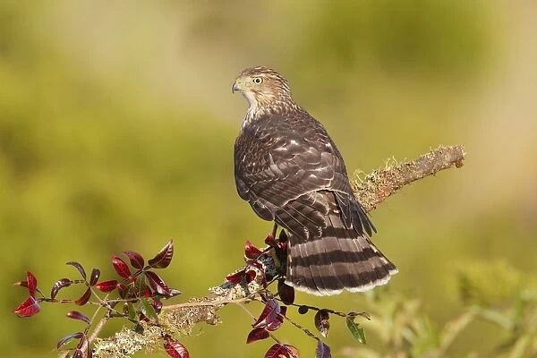 Cooper's Hawk - immature -during fall migration in October at Cape May, NJ, USA