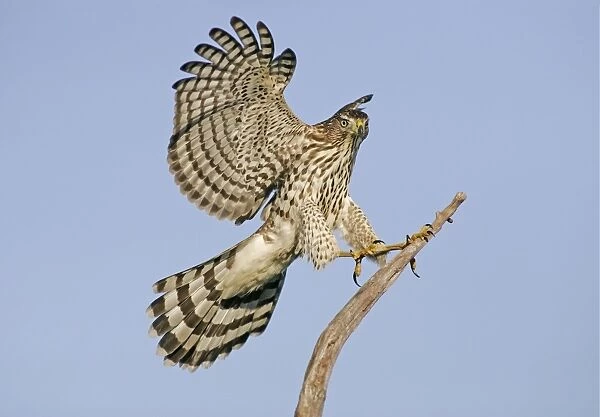 Cooper's Hawk - Immature in flight. Cape May, New Jersey