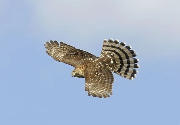Cooper's Hawk - immature in flight. Cape May, New Jersey, USA