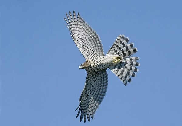 Cooper's Hawk - immature in flight Cape May, New Jersey, USA