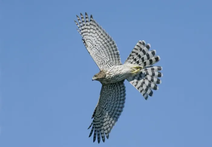 Framed Print : Cooper's Hawk - immature in flight Cape May, New Jersey, USA