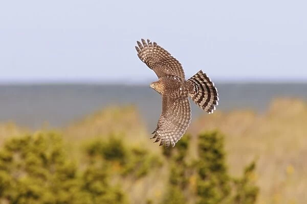 Coopers Hawk - immature in flight - during fall migration in October at Cape