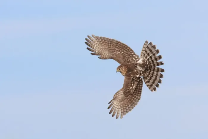 Framed Print : Cooper's Hawk - immature in flight - during fall migration in October at Cape May - NJ - USA Framed Print : Cooper's Hawk - immature in flight - during fall migration in October at Cape May - NJ - USA