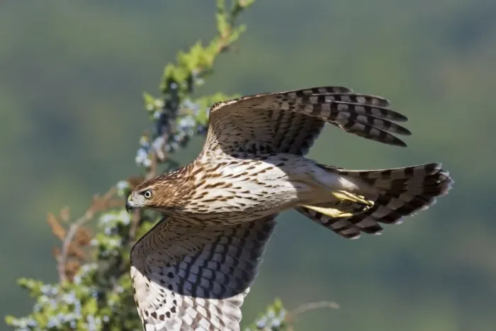 Framed Print : Cooper's Hawk - immature. New Jersey, September, USA Framed Print : Cooper's Hawk - immature. New Jersey, September, USA