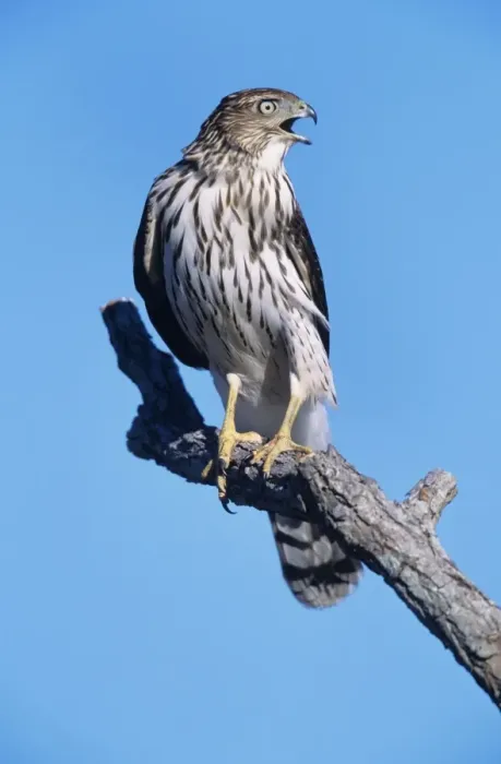 Framed Print : Cooper's Hawk - Junvenile on branch Cape May, New Jersey, USA Framed Print : Cooper's Hawk - Junvenile on branch Cape May, New Jersey, USA