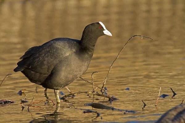 Coot - adult bird resting on one leg at the side of a lake - Wiltshire - England - UK