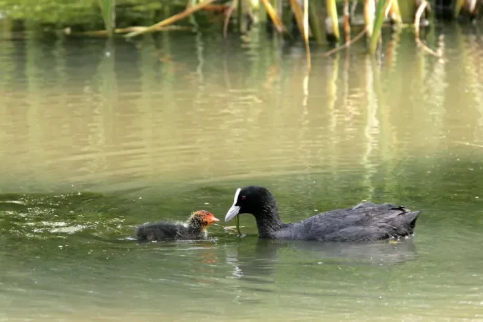 Framed Print : Coot - adult with chick. Nature reserve of Aiguamols - Spain Framed Print : Coot - adult with chick. Nature reserve of Aiguamols - Spain