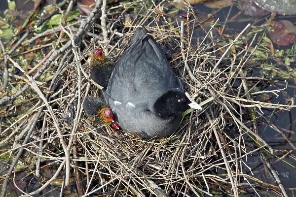 Coot - adult wth chicks at nest - Hessen - Germany